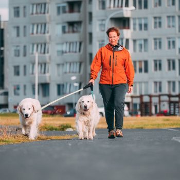 Quando Reykjavík bandì i cani