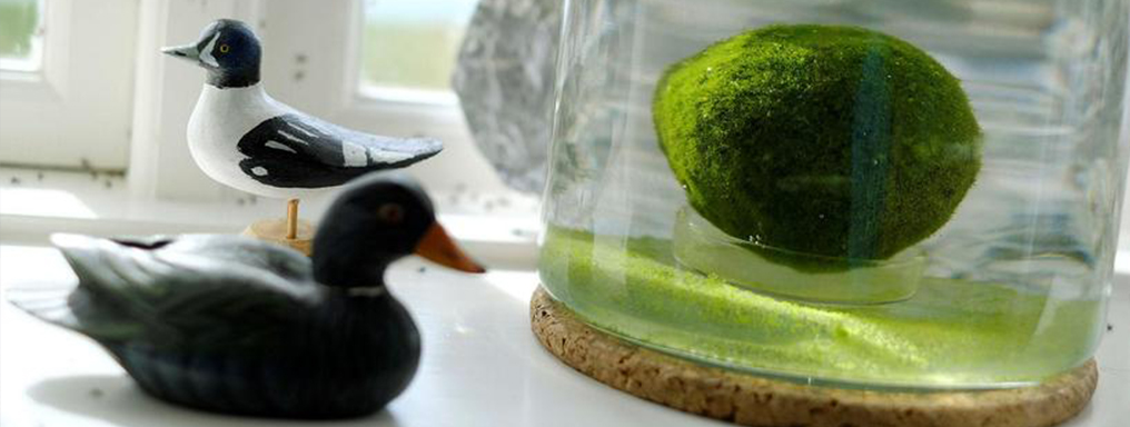 Alga racchiusa in un vasetto, attorno piccole statuine in legno