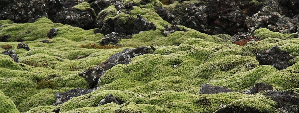 1 scatola vera Islanda muschio di preserva-Natura di Muschio Decorazione per realizzerà DIY conservati 